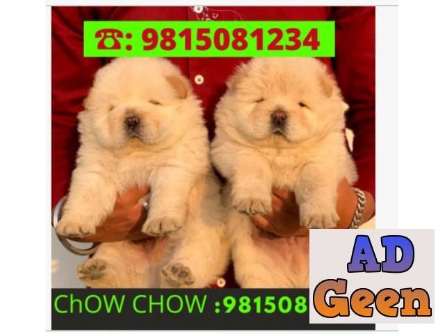 used Chow Chow Puppies Available in Ludhiana Khanna Kharar. CALL9815081234 for sale 